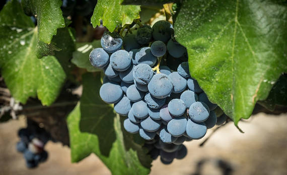 Strada del Vino di Lucca, Montecarlo e Versilia